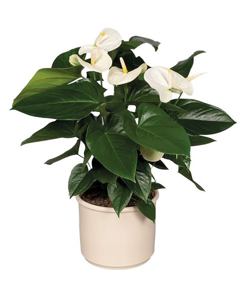 Pianta