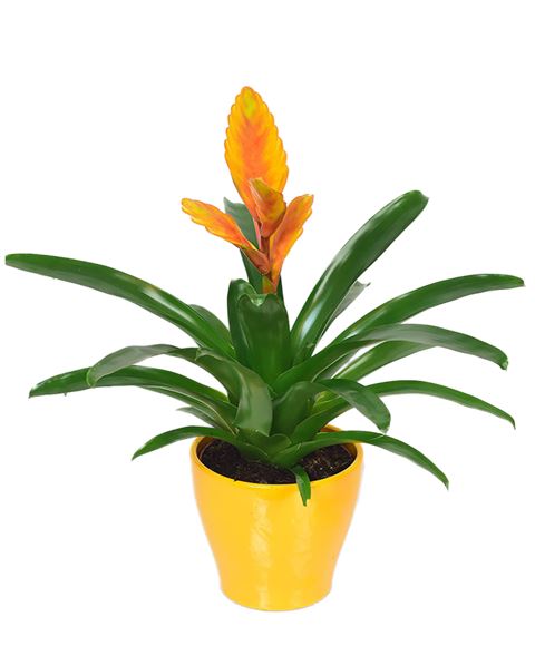 Pianta